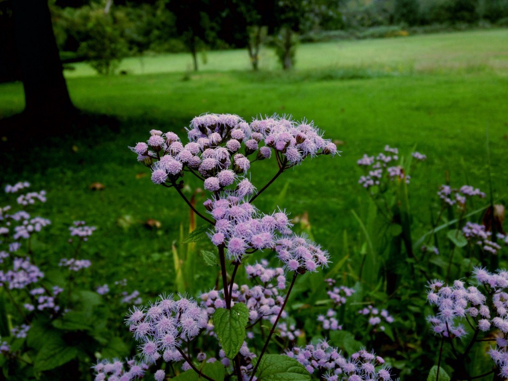 I'm not sure what they are, but they look happy to be hereiPhone 5 | Adjusted in AnalogFilm App