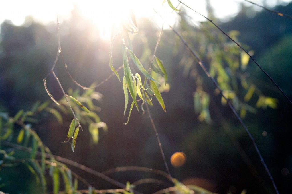 The willow Canon 75-300mm | RAW, adjusted in Photoshop