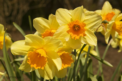 A sure sign of Spring