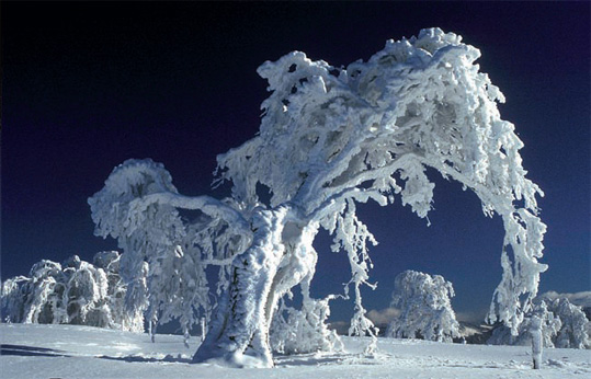 snow_beast