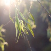 willow1024