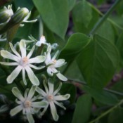 coffee_bloom