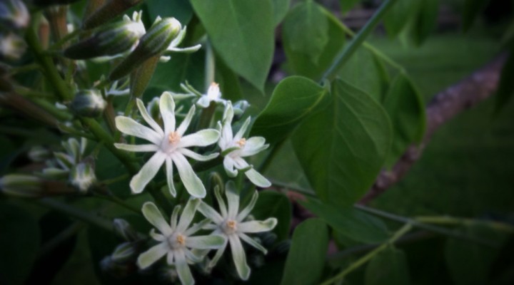 coffee_bloom