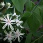 coffee_bloom